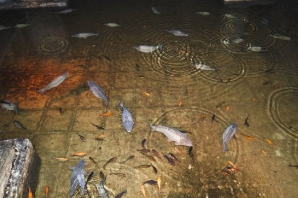 Basilica Cistern Skip the Line Tickets Tour